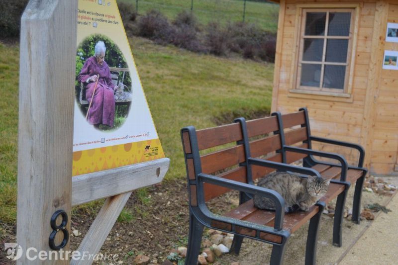 Des chats au service... des personnes âgées dépendantes